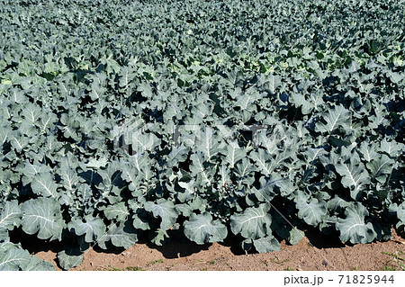 ブロッコリー畑 71825944