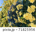 モッコウバラ　黄色 71825956