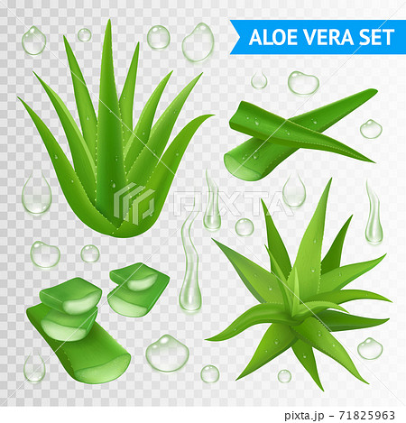 Aloe Vera Plant On Transparent Backgroundのイラスト素材