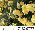 モッコウバラ　黄色 71826777