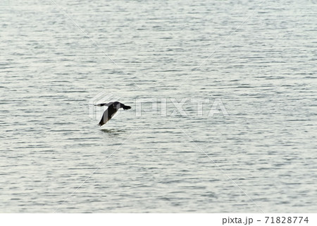 干潟の満潮時 71828774