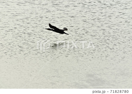 干潟の満潮時 干潟の満潮時 71828780