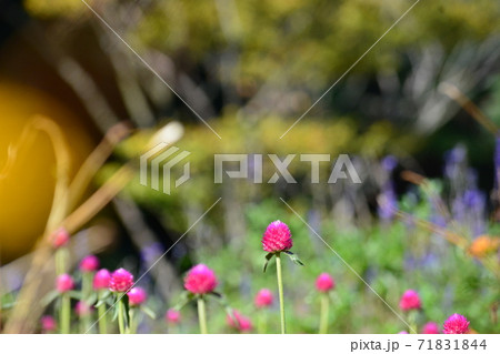 ストロベリーフィールドの花 71831844