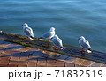 ニュージーランド ロトルア湖岸 セグロカモメの群れ 71832519