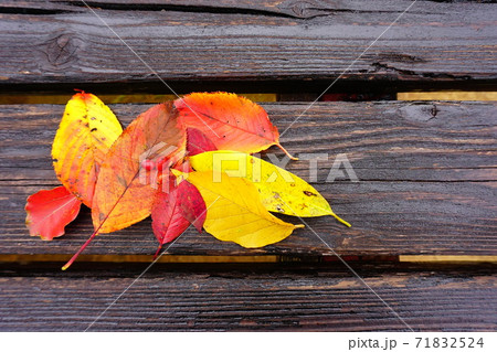 赤や黄色に紅葉した落ち葉と赤い木の実 赤や黄色に紅葉した落ち葉と赤い木の実 71832524