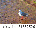 ニュージーランド ロトルア湖岸 セグロカモメ 71832526
