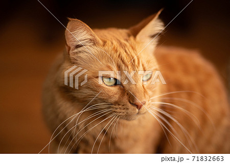 カッコいい猫 茶トラ猫の写真素材