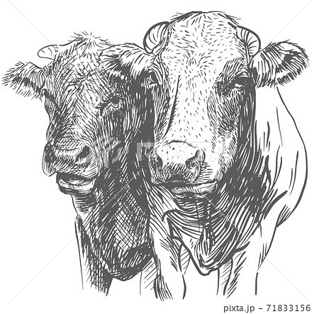 Two Cows heads. Hand drawn in a sketch style black and white 71833156