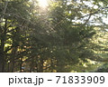 光を浴びる蜘蛛の巣 71833909