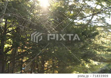 光を浴びる蜘蛛の巣 光を浴びる蜘蛛の巣 71833909