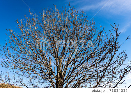 Closeup of a Bare Tree on Blue Sky with Clouds in Winter - Veneto Italy 71834032