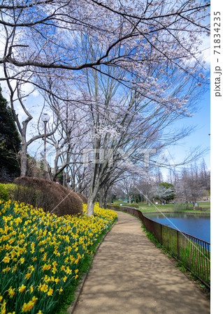 満開の水仙が咲く公園 71834235
