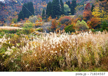 国道405号線で走る秋の新潟越後米どころ 71834507