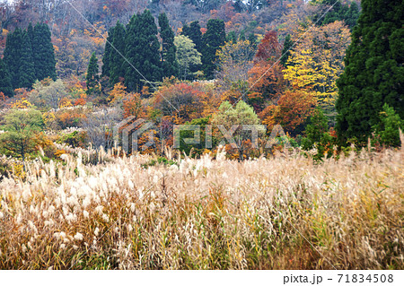 国道405号線で走る秋の新潟越後米どころ 71834508