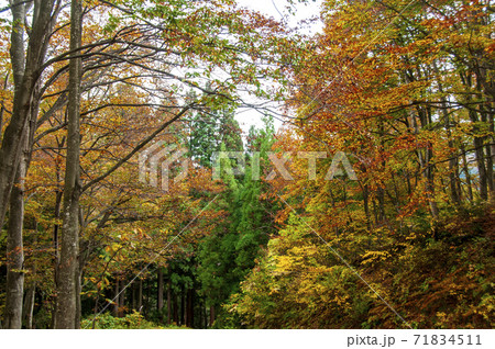 国道405号線で走る秋の新潟越後米どころ 71834511