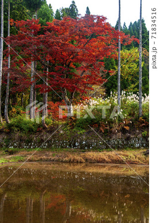 国道405号線で走る秋の新潟越後米どころ 71834516