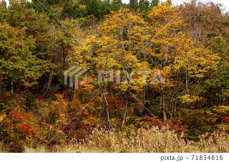 秋の米どころ新潟上越市、国道405号線 71834616