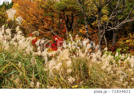 秋の米どころ新潟上越市、国道405号線 秋の米どころ新潟上越市、国道405号線 71834621