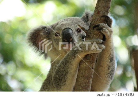 樹上から見つめるコアラ 樹上から見つめるコアラ 71834892