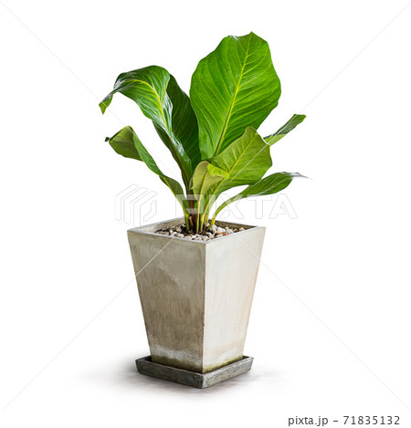 Houseplant Houseplant 71835132