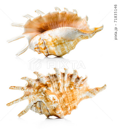 Sea shell group Sea shell group 71835146