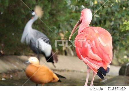 ショウジョウトキが見つめる先にも鳥 71835160