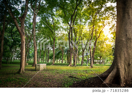 Tree in Public Park Tree in Public Park 71835286