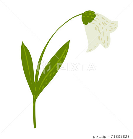 Beautiful bellflower white color isolated on white background. Abstract botanical flower in doodle. Beautiful bellflower white color isolated on white background. Abstract botanical flower in doodle. 71835823