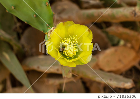 Prickly Pear Cactus with Yellow Flower and bee in Ayia Napa coast in Cyprus. Pollination of a flower. Opuntia, ficus-indica, Indian fig opuntia, barbary fig, blooming cactus pear 71836306