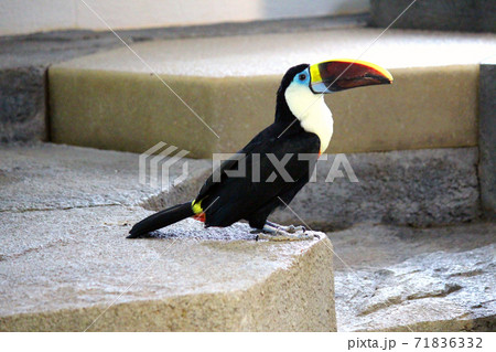 地面に降りたシロムネオオハシ 右向き 地面に降りたシロムネオオハシ 右向き 71836332