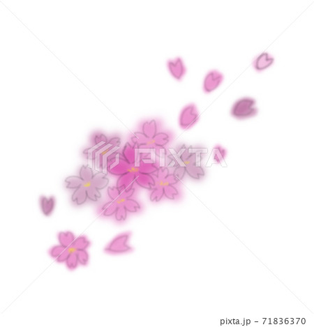 桜と花びら 71836370