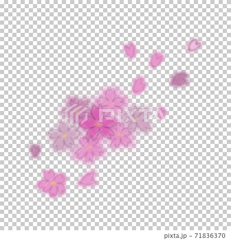 桜と花びら 71836370