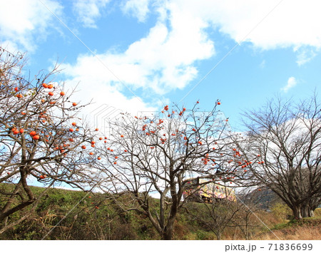 残り柿とローカル線（山形鉄道フラワー長井線） 71836699