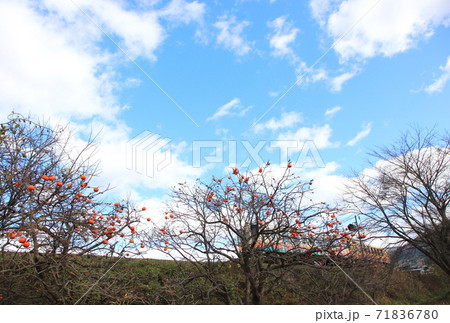 残り柿とローカル線（山形鉄道フラワー長井線） 71836780
