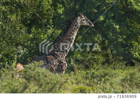Giraffe South Africa 71836909