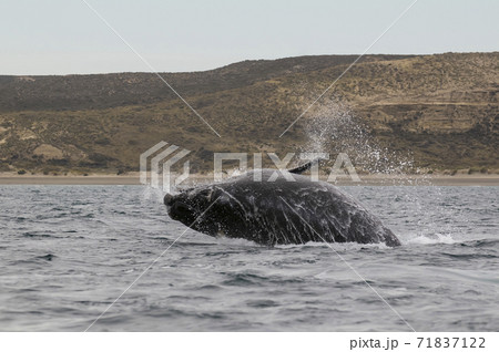 Orca Patagonia , Argentina Orca Patagonia , Argentina 71837122