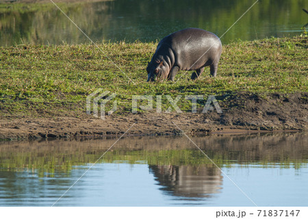 HIPPOPOTAMUS AMPHIBIUS, South Africa 71837147