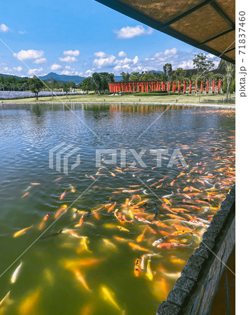 Hinoki land japan attraction in Chai Prakan District, Chiang Mai, Thailand 71837460