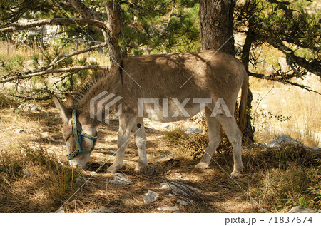 donkey in a forest clearing donkey in a forest clearing 71837674