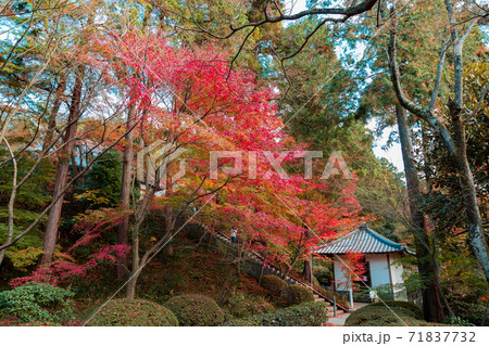 四国霊場第八十八番札所 白峯寺の紅葉 四国霊場第八十八番札所 白峯寺の紅葉 71837732