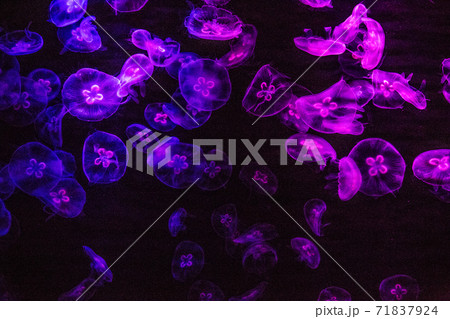 The Grand Aquarium in Ocean Park, Hong Kong 71837924