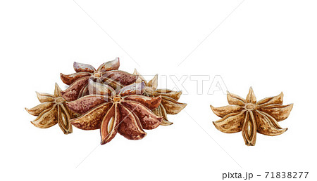 Star anise spice watercolor illustration. Star anise spice watercolor illustration. 71838277