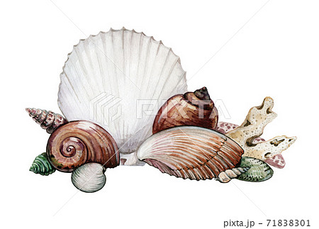 Seashells and corals watercolor illustration. Seashells and corals watercolor illustration. 71838301