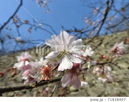冬に咲く八重咲きの桜 十月桜 四季桜 一重咲き の写真素材