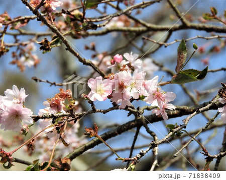 冬に咲く八重咲きの桜 十月桜 四季桜 一重咲き の写真素材