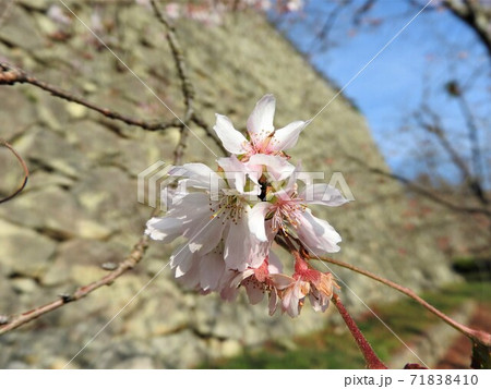 冬に咲く八重咲きの桜 十月桜 四季桜 一重咲き の写真素材