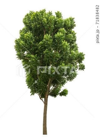 Tree isolated 71838482