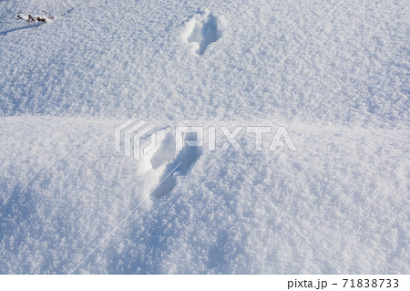 雪の上の野生動物の足跡 雪の上の野生動物の足跡 71838733