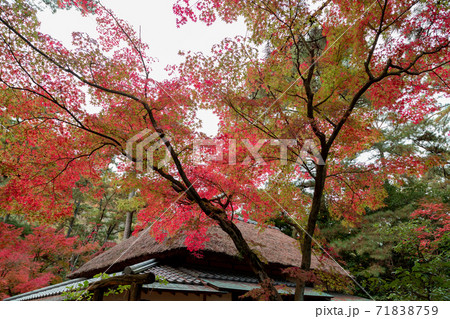 栗林公園　秋の紅葉 71838759