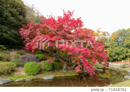 栗林公園　秋の紅葉 71838762